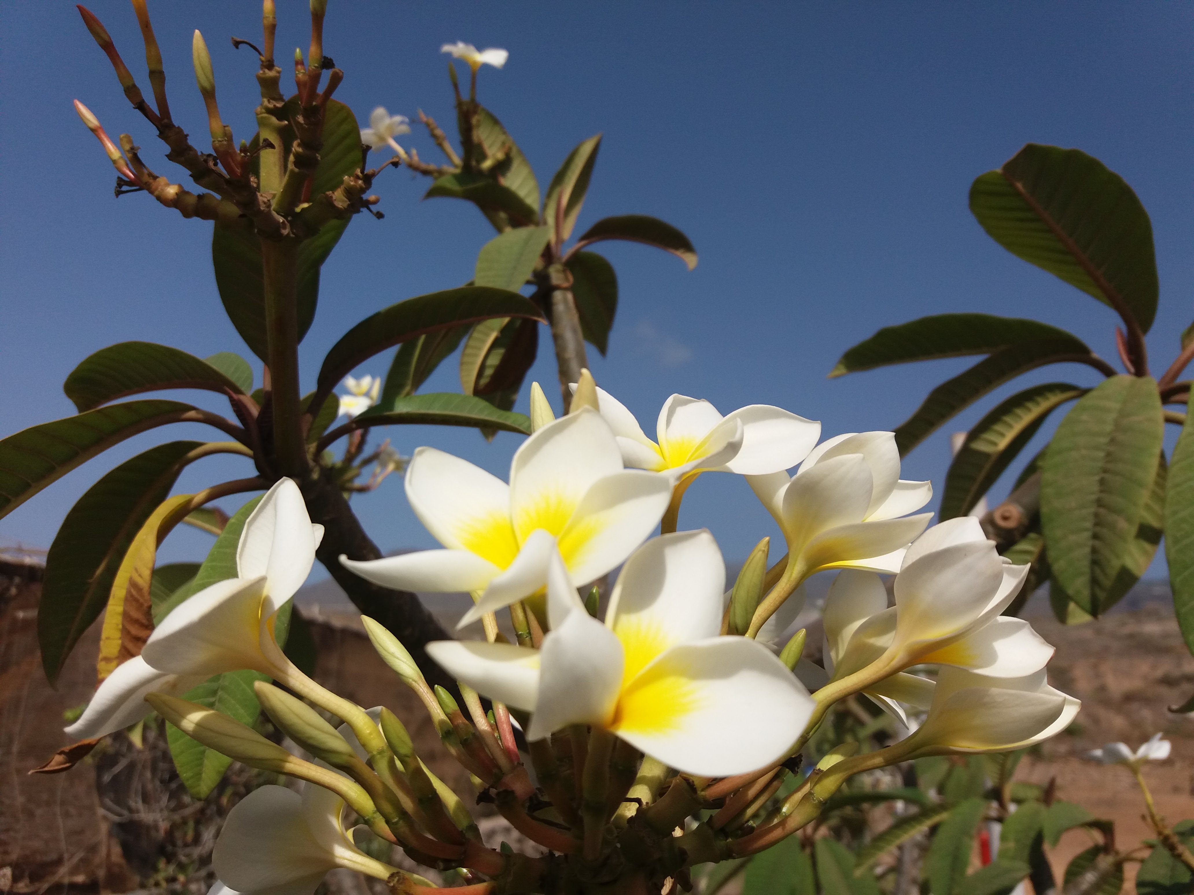 Flores en Tenerife